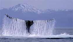 New Alaska Whale tale